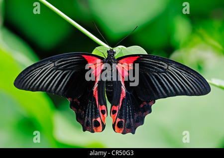 Scarlet Mormon, a coda di rondine (farfalla Papilio rumanzovia), femmina, specie asiatiche, prigionieri della Renania settentrionale-Vestfalia Foto Stock