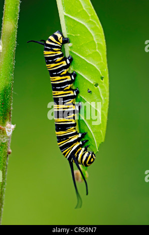 Farfalla monarca (Danaus plexippus), Caterpillar, specie americane, prigionieri della Renania settentrionale-Vestfalia, Germania, Europa Foto Stock