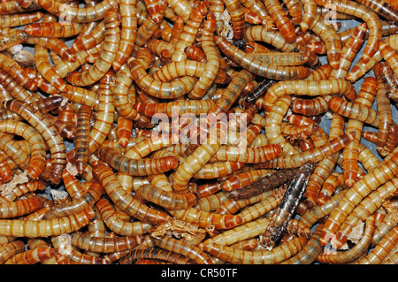 Giallo (Mealworms Tenebrio molitor), larve, prigionieri Bergkamen, Renania settentrionale-Vestfalia, Germania, Europa Foto Stock