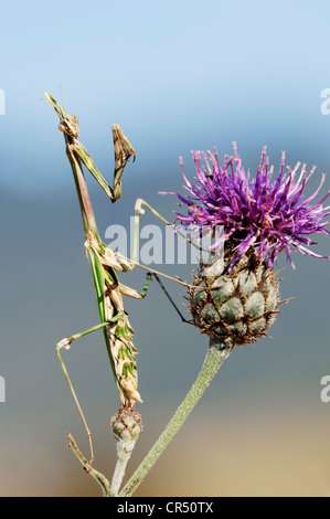 Cono-testa o Mantis Mantis Palo (Empusa pennata), Provenza, Francia meridionale, Francia, Europa Foto Stock