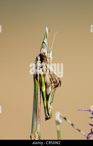 Cono-testa o Mantis Mantis Palo (Empusa pennata), Provenza, Francia meridionale, Francia, Europa Foto Stock