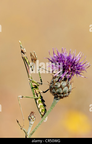 Cono-testa o Mantis Mantis Palo (Empusa pennata), Provenza, Francia meridionale, Francia, Europa Foto Stock