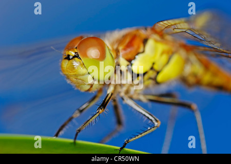 Common Darter (Sympetrum striolatum), maschio e di dettaglio, Renania settentrionale-Vestfalia, Germania, Europa Foto Stock