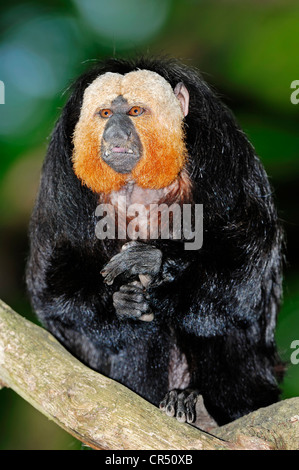 Di fronte bianco-Saki, Guianan Saki o Golden-face Saki (Pithecia pithecia), maschio, sud americana specie, Repubblica Ceca, Europa Foto Stock