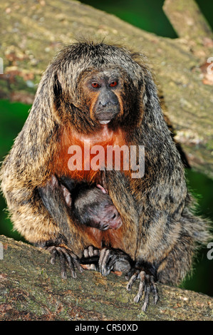 Di fronte bianco-Saki, Guianan Saki o Golden-face Saki (Pithecia pithecia), femmina con baby, sud americana specie, Repubblica Ceca Foto Stock