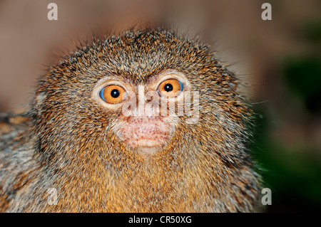 Marmoset pigmeo (Cebuella pygmaea, Callithrix pygmaea), ritratto, sud americana specie, captive, Repubblica Ceca, Europa Foto Stock