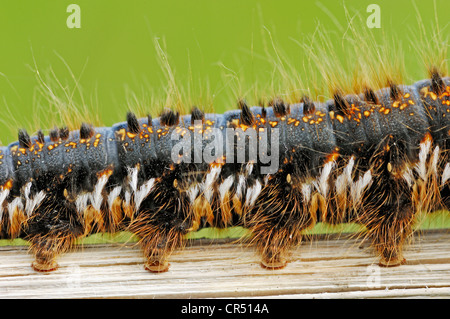 Bevitore Tarma (Euthrix potatoria, Philudoria potatoria), Caterpillar e di dettaglio, Renania settentrionale-Vestfalia, Germania, Europa Foto Stock