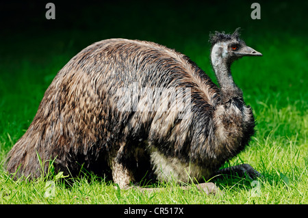 Emu (Dromaius novaehollandiae), specie australiana, prigionieri Hamm, Renania settentrionale-Vestfalia, Germania, Europa Foto Stock