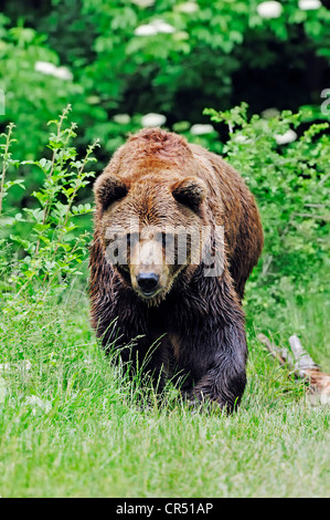 Unione l'orso bruno (Ursus arctos arctos), prigionieri Parco Nazionale della Foresta Bavarese, contenitore, Baviera, Germania, Europa Foto Stock