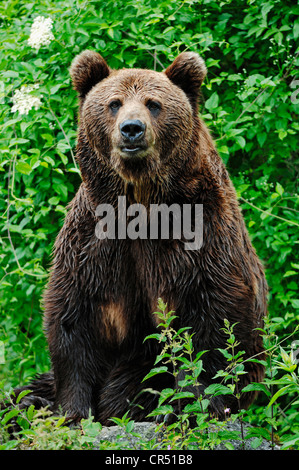 Unione l'orso bruno (Ursus arctos arctos), prigionieri Parco Nazionale della Foresta Bavarese, contenitore, Baviera, Germania, Europa Foto Stock