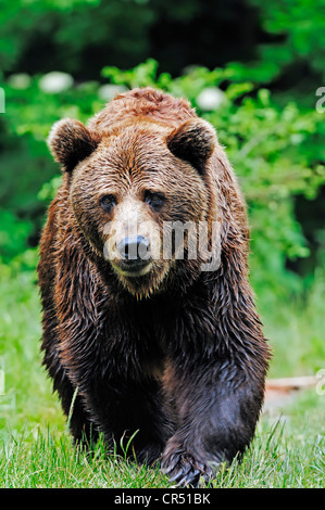 Unione l'orso bruno (Ursus arctos arctos), prigionieri Parco Nazionale della Foresta Bavarese, contenitore, Baviera, Germania, Europa Foto Stock