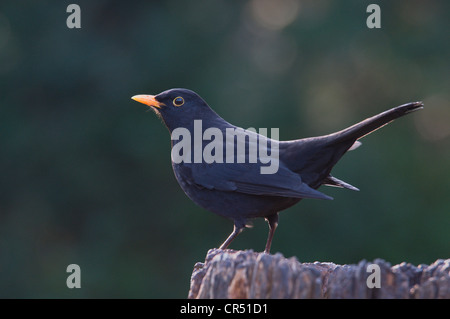 Merlo (Turdus merula), maschio, Haren, Emsland, Bassa Sassonia, Germania, Europa Foto Stock