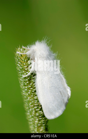 Giallo-coda, Goldtail falena o falena Swan (Euproctis similis), Provenza, Francia meridionale, Francia, Europa Foto Stock