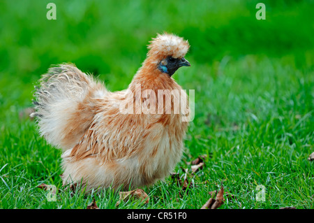 Silkie o Silky Fowl, POLLO DOMESTICO (Gallus gallus domesticus), Renania settentrionale-Vestfalia, Germania, Europa Foto Stock