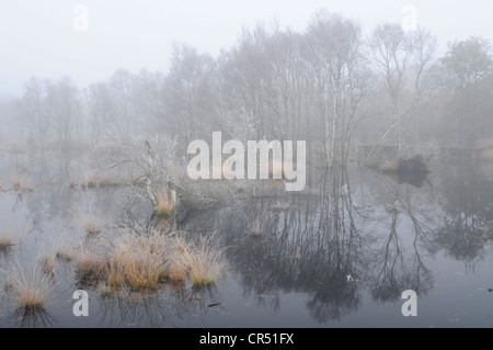 Swamp area di rigenerazione nella nebbia, Tausendschrittmoor, Haren, regione di Emsland, Bassa Sassonia, Germania, Europa Foto Stock