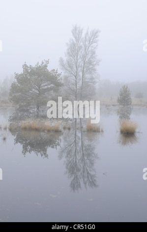 Swamp area di rigenerazione nella nebbia, Tausendschrittmoor, Haren, regione di Emsland, Bassa Sassonia, Germania, Europa Foto Stock