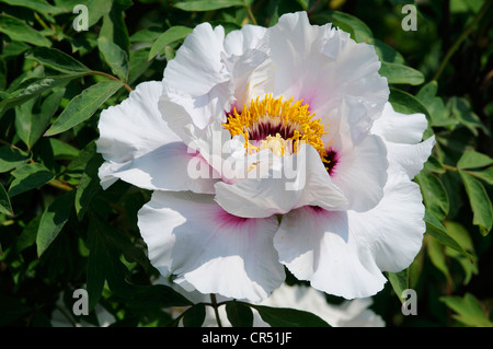 Roccia albero della peonia (Paeonia rockii): Berggarten Hannover giardino botanico, Bassa Sassonia, Germania, Europa Foto Stock