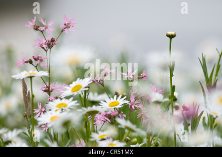 Prato di fiori selvaggi con Oxeye margherite (Leucanthemum vulgare) e Ragged Robin (Lychnis flos-cuculi), Haren, regione di Emsland Foto Stock