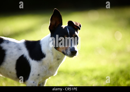 Un Jack Russell Terrier utilizzati per la caccia di volpi e ratti, allevati originariamente dal reverendo John Russell, raffigurato in un campo Foto Stock