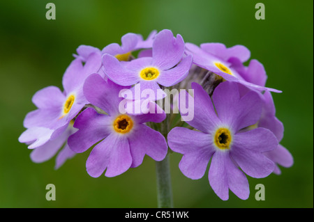 Bird's-eye primrose (Primula farinosa) close-up di fiori Waitby Greenriggs Riserva Naturale Cumbria Regno Unito Europa Giugno Foto Stock