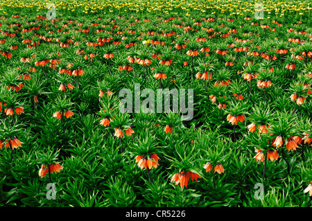 Campo della corona imperiale (Fritillaria imperialis) Foto Stock