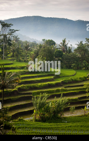 La bellissima e drammatica terrazze di riso della valle Sidemen nella parte est di Bali, Indonesia a sunrise. Foto Stock