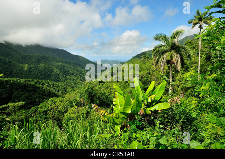 Paesaggio in Parque Nacional Turquino nella Sierra Maestra vicino Batholomé Masó, Cuba, Caraibi Foto Stock