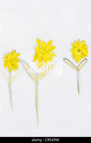 Childs disegno di daffodil fiori Foto Stock