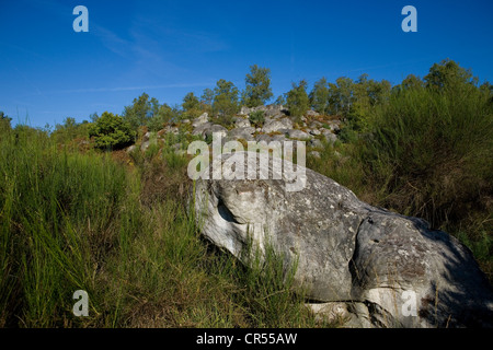 Francia, Seine et Marne, Foresta Fontainebleau, gole d'Apremont area, il luogo roccioso chiamato l'eboulis, La Tortue rock Foto Stock