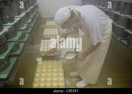 Francia, Seine et Marne, Tournan en Brie, un luogo chiamato Favieres, rendendo agricoltore Brie AOC a Trente Arpents farm Foto Stock