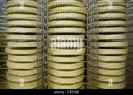 Francia, Seine et Marne, Tournan en Brie, un luogo chiamato Favieres, rendendo agricoltore Brie AOC a Trente Arpents farm Foto Stock