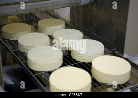 Francia, Seine et Marne, Tournan en Brie, un luogo chiamato Favieres, rendendo agricoltore Brie AOC a Trente Arpents farm Foto Stock