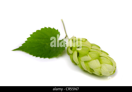 Mature con cono HOP (Humulus lupulus) isolato su bianco Foto Stock