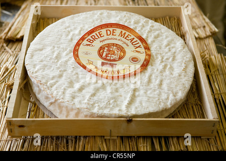 Francia, Seine et Marne, Tournan en Brie, un luogo chiamato Favieres, rendendo agricoltore Brie AOC a Trente Arpents farm Foto Stock