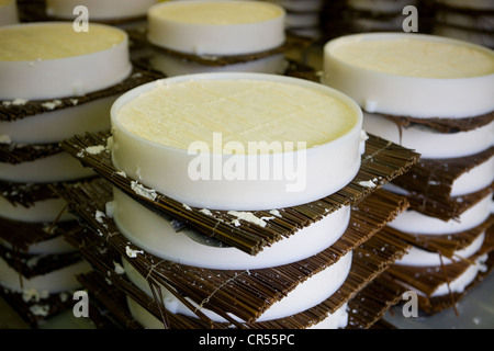Francia, Seine et Marne, Tournan en Brie, un luogo chiamato Favieres, rendendo agricoltore Brie AOC a Trente Arpents farm Foto Stock