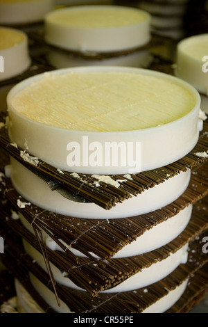 Francia, Seine et Marne, Tournan en Brie, un luogo chiamato Favieres, rendendo agricoltore Brie AOC a Trente Arpents farm Foto Stock