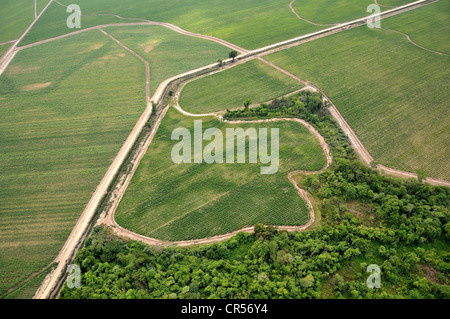 Vista aerea, campo di canna da zucchero per la produzione di biodiesel e di un canale di irrigazione, Gran Chaco, provincia di Salta Foto Stock