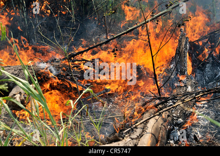 La deforestazione bruciando per il recupero di terreni arabili da grandi proprietari terrieri, Gran Chaco, provincia argentina Foto Stock