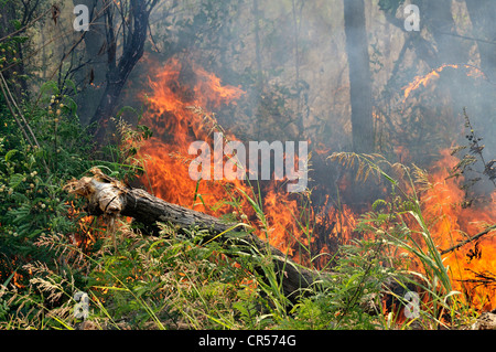 La deforestazione bruciando per il recupero di terreni arabili da grandi proprietari terrieri, Gran Chaco, provincia argentina Foto Stock