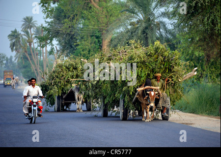 Moto e carrelli di giovenco, differenti mezzi di trasporto su una strada asfaltata in prossimità Muzaffaragarh Punjab, Pakistan, Asia Foto Stock