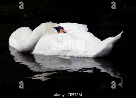 Cigno sleeping Foto Stock