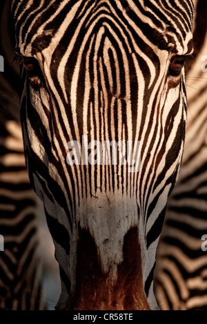Di Grevy zebra (Equus grevyi) Foto Stock
