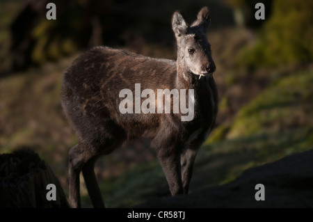 Siberiano Cervi muschiati (Moschus moschiferus) Foto Stock