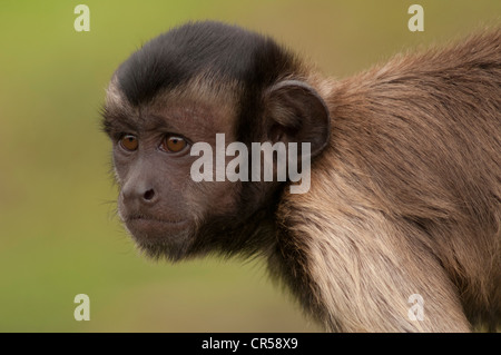 Marrone scimmia cappuccino Cebus apella (noto anche come Sapajus apella) Foto Stock