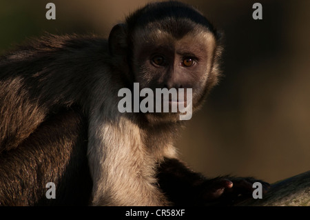 Marrone scimmia cappuccino Cebus apella (noto anche come Sapajus apella) Foto Stock