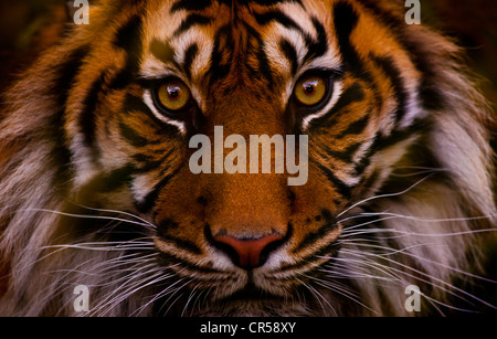 Fronte della tigre Foto Stock
