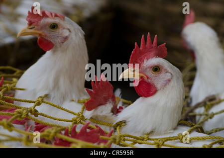 Zeppo di pollo per la vendita presso il mercato del pollo, Calcutta, West Bengal, India, Asia Foto Stock