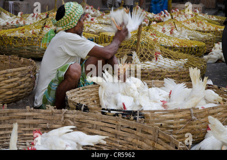 Zeppo di pollo per la vendita presso il mercato del pollo, Calcutta, West Bengal, India, Asia Foto Stock