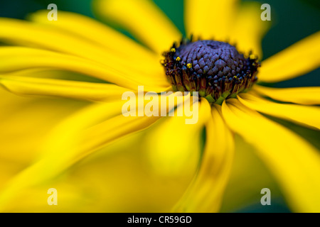 Un close-up foto di un fiore Rudbeckia Foto Stock