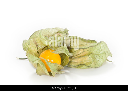 Physalis frutti su sfondo bianco Foto Stock